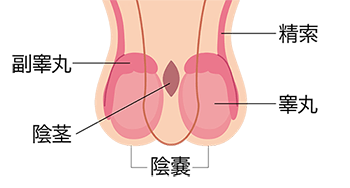 ペニスの構造