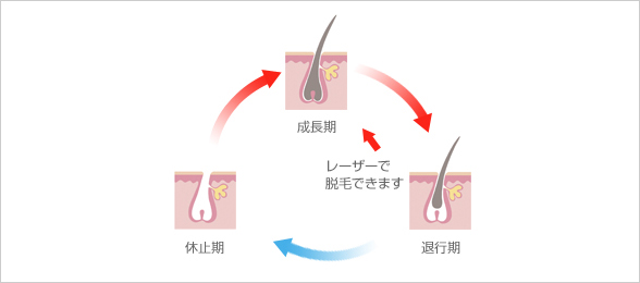 ヘアサイクルについて