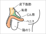 vAssp̉摜
